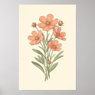 Coral Cosmos en Sage Botanische Poster