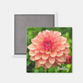 Coral Dahlia Magnet (Voorkant / Achterkant)