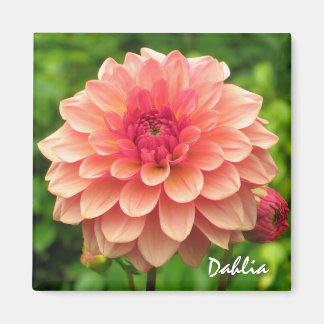 Coral Dahlia Magnet