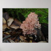 Coral Fungus Poster (Voorkant)