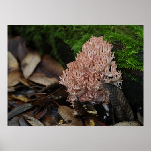 Coral Fungus Poster (Voorkant)