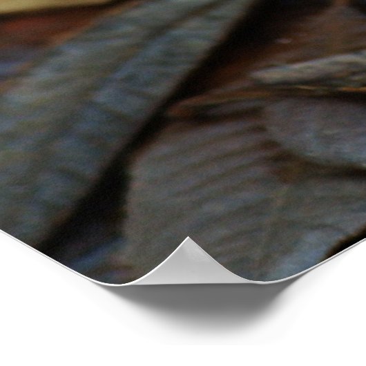 Coral Fungus Poster (Hoek)