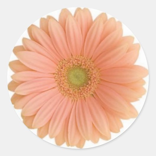 Coral Gerbera Daisy Sticker (Voorkant)