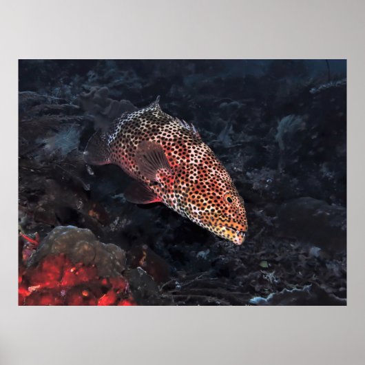 Coral Grouper Poster (Voorkant)
