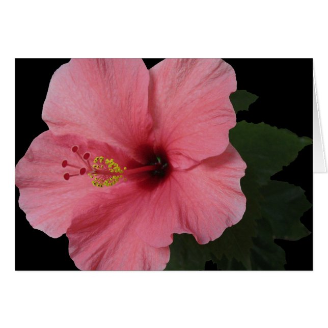 Coral Hibiscus (Voorkant Horizontaal)