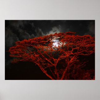 Coral Monkeypod en het Poster Moon