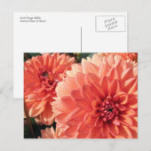 Coral Oranje Dahlia Briefkaart (Voorkant / Achterkant)