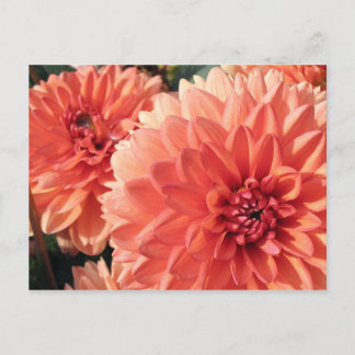 Coral Oranje Dahlia Briefkaart