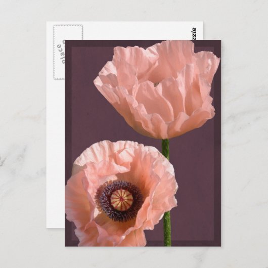 Coral Poppies Briefkaart (Voorkant / Achterkant)