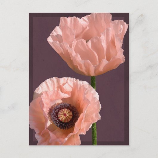 Coral Poppies Briefkaart (Voorkant)