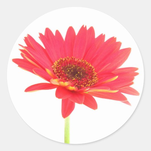 Coral Red Gerbera Daisy Stickers (Voorkant)