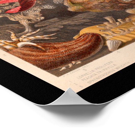 Coral Red Marine Life  Art Print (Hoek)