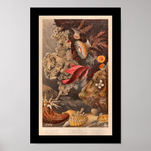 Coral Red Marine Life  Art Print (Voorkant)