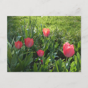 Coral Red Sunny Tulips DIY Briefkaart