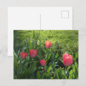 Coral Red Sunny Tulips DIY Briefkaart (Voorkant / Achterkant)