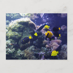 Coral-reef fotobriefkaart briefkaart