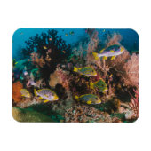 Coral Reef magnet Magneet (Horizontaal)
