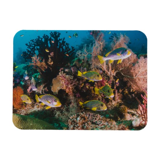 Coral Reef magnet Magneet (Horizontaal)