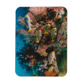 Coral Reef magnet Magneet (Verticaal)