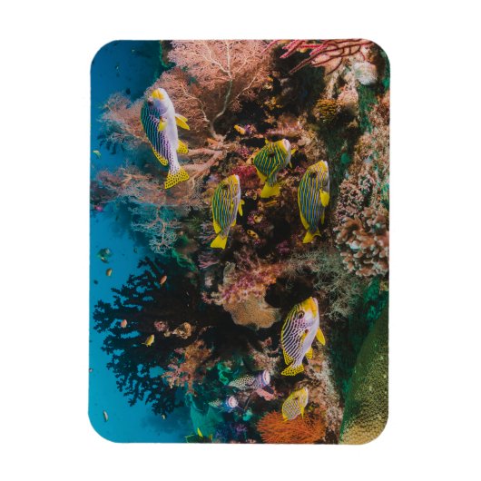 Coral Reef magnet Magneet (Verticaal)