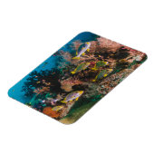 Coral Reef magnet Magneet (Linkerzijde)