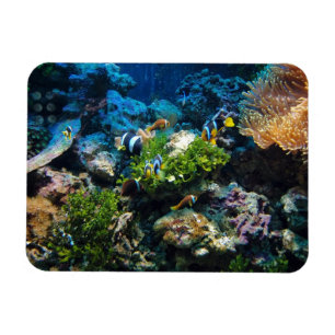 Coral Reef magnet Magneet