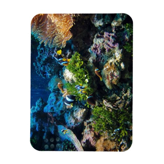 Coral Reef magnet Magneet (Verticaal)