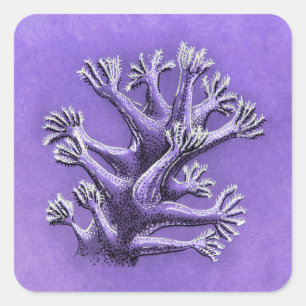 Coral Reef Paarse Marine Biology Art Vierkante Sticker