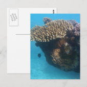 Coral Seascape Briefkaart (Voorkant / Achterkant)