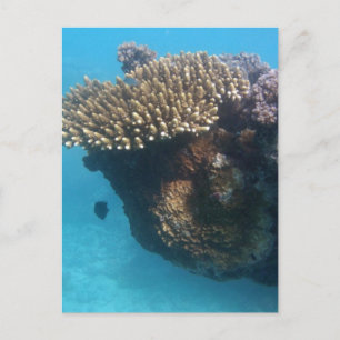 Coral Seascape Briefkaart