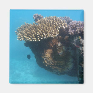 Coral Seascape Magneet