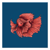 Coral Siamese gevechten Foto Afdruk (Voorkant)