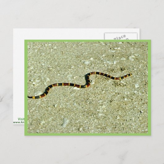 Coral Snake Briefkaart (Voorkant / Achterkant)