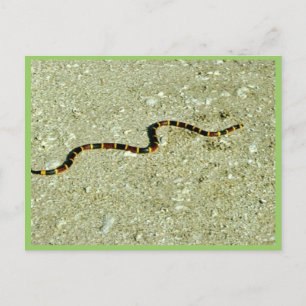 Coral Snake Briefkaart