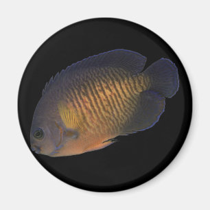 CoralBeauty Angelfish Magneet