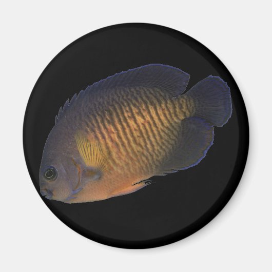 CoralBeauty Angelfish Magneet (Voorkant)