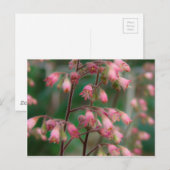 Coralbell Bloemen Briefkaart (Voorkant / Achterkant)