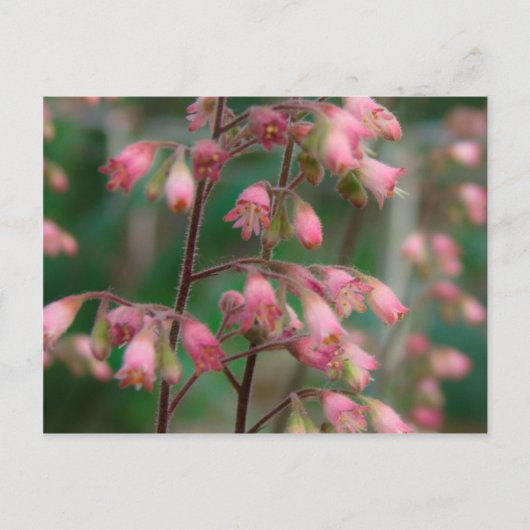 Coralbell Bloemen Briefkaart (Voorkant)