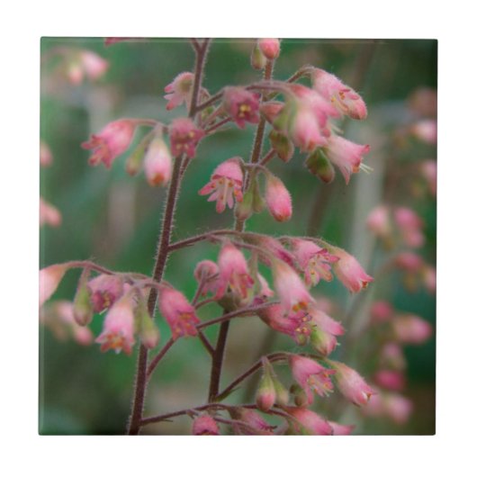 Coralbell Bloemen Tegeltje (Voorkant)