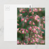 Coralbell Flowers Briefkaart (Voorkant / Achterkant)