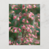 Coralbell Flowers Briefkaart (Voorkant)