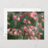 Coralbell Flowers Briefkaart (Voorkant / Achterkant)