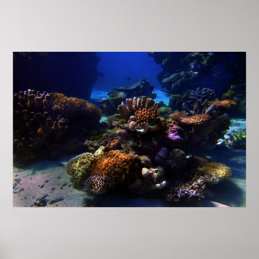 CoralGarden Poster (Voorkant)