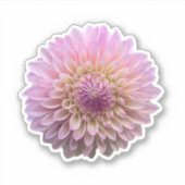 Coralie Dahlia Flower Sticker (Voorkant)