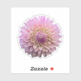 Coralie Dahlia Flower Sticker