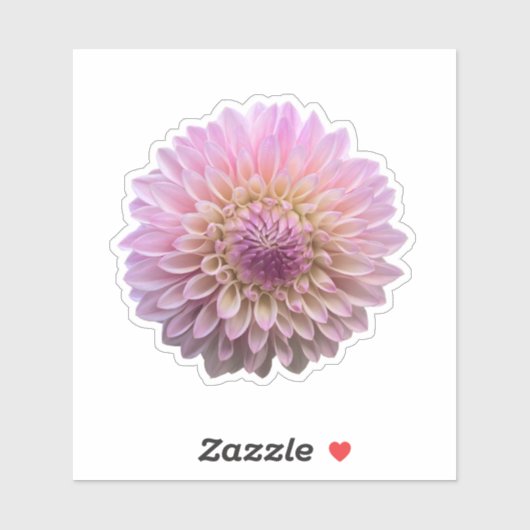 Coralie Dahlia Flower Sticker (Vel)