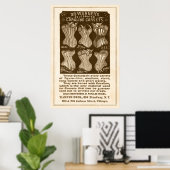 Coraline Corsets AD vanaf 1890 Poster (Thuiskantoor)