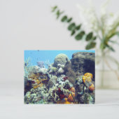 Corals Paradise Reef Cozumel Yucatan, Mexico Briefkaart (Staand voorkant)