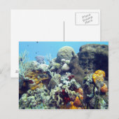 Corals Paradise Reef Cozumel Yucatan, Mexico Briefkaart (Voorkant / Achterkant)