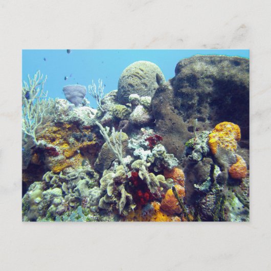 Corals Paradise Reef Cozumel Yucatan, Mexico Briefkaart (Voorkant)